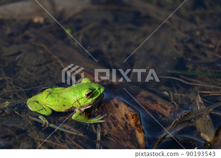 Schlegel blue frog in the rice field 90193543