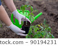 the process of planting tomato seedlings in the open ground 90194231