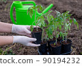 the process of planting tomato seedlings in the open ground 90194232