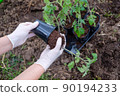the process of planting tomato seedlings in the open ground 90194233