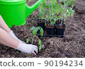 the process of planting tomato seedlings in the open ground 90194234