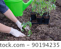 the process of planting tomato seedlings in the open ground 90194235