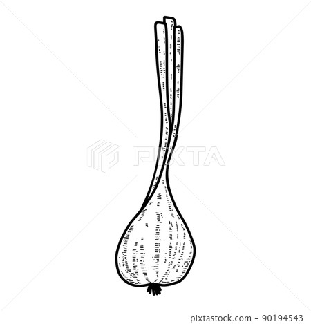 illustration of onion in engraving style. Design element for poster, label, sign, emblem, menu. Vector illustration illustration of onion in engraving style. Design element for poster, label, sign, emblem, menu. Vector illustration 90194543