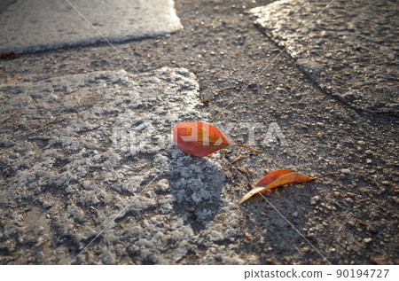 Dead leaves and cobblestone road at dusk Dead leaves and cobblestone road at dusk 90194727