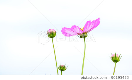 美麗的秋花(波斯菊花/微距攝影)(秋天)日本/九州/熊本縣菊池市七條町(七條波斯菊橋) 美麗的秋花(波斯菊花/微距攝影)(秋天)日本/九州/熊本縣菊池市七條町(七條波斯菊橋) 90195453