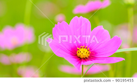 美麗的秋花（波斯菊花/微距攝影）（秋天）日本/九州/熊本縣菊池市七條町（七條波斯菊橋） 90195455
