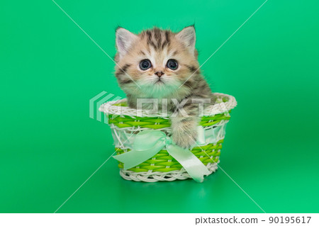 Scottish fold kitten on a green background. 90195617