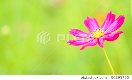 Cosmos / Autumn Sakuraka (macro photography) (Autumn) Japan / Kyushu / Kikuchi City, Kumamoto Prefecture Shichijo Town (Shichijo Cosmos Bridge) Cosmos / Autumn Sakuraka (macro photography) (Autumn) Japan / Kyushu / Kikuchi City, Kumamoto Prefecture Shichijo Town (Shichijo Cosmos Bridge) 90195750
