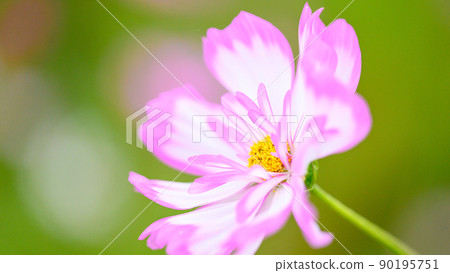 Cosmos / Autumn Sakuraka (macro photography) (Autumn) Japan / Kyushu / Kikuchi City, Kumamoto Prefecture Shichijo Town (Shichijo Cosmos Bridge) Cosmos / Autumn Sakuraka (macro photography) (Autumn) Japan / Kyushu / Kikuchi City, Kumamoto Prefecture Shichijo Town (Shichijo Cosmos Bridge) 90195751