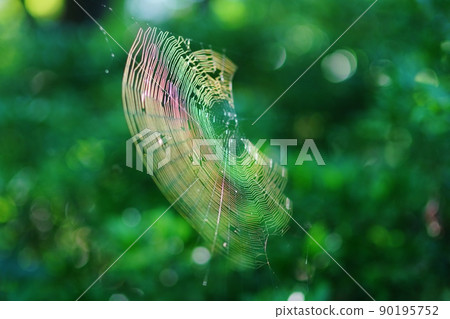 spiderweb  90195752