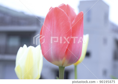 關閉鬱金香花 90195875