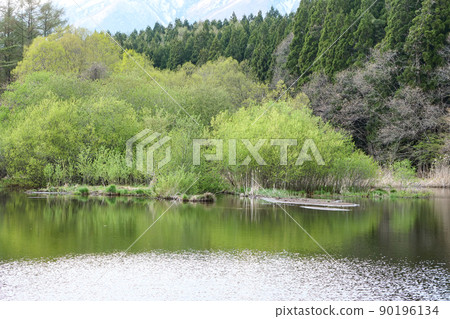 Scenery, a pond near Koiwai, a fresh green in May, Mt. Iwate, green land, and pure water Scenery, a pond near Koiwai, a fresh green in May, Mt. Iwate, green land, and pure water 90196134