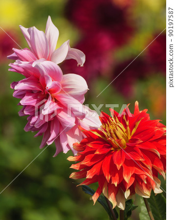 Dahlias in a german garden Dahlias in a german garden 90197587