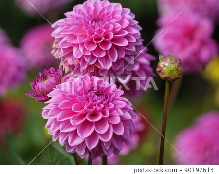 Dahlias in a german garden 90197613