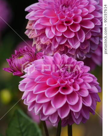 Dahlias in a german garden Dahlias in a german garden 90197614