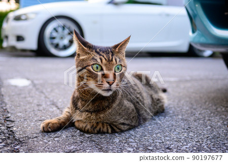Petticoat cat in the parking lot Petticoat cat in the parking lot 90197677