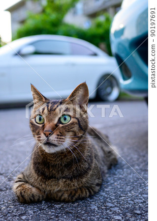 Petticoat cat in the parking lot 90197691