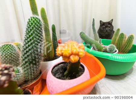 Cacti in basins on the floor and a cat Cacti in basins on the floor and a cat 90198004