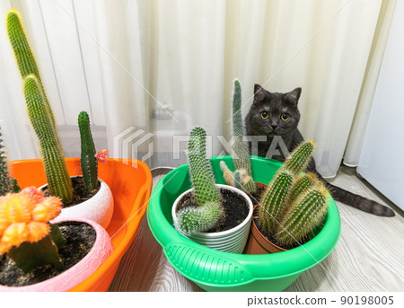 Cacti in basins on the floor and a cat Cacti in basins on the floor and a cat 90198005