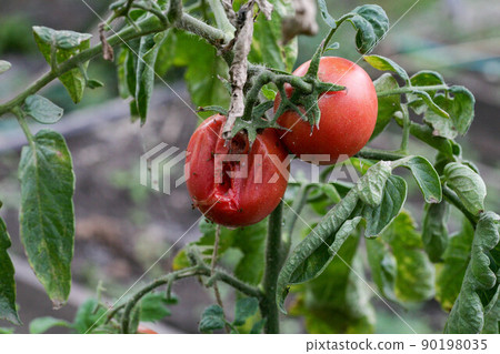 Fungal diseases of tomatoes Late blight is one of the most dangerous diseases Fungal diseases of tomatoes Late blight is one of the most dangerous diseases 90198035