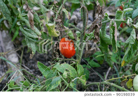 Fungal diseases of tomatoes Late blight is one of the most dangerous diseases Fungal diseases of tomatoes Late blight is one of the most dangerous diseases 90198039