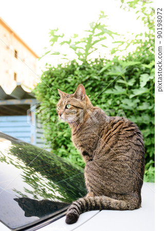 Petrified cat on the car 90198072