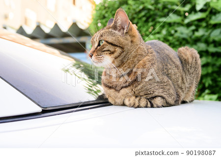 Petrified cat on the car 90198087
