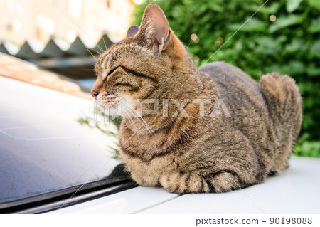 Petrified cat on the car 90198088