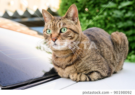 Petrified cat on the car 90198092
