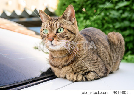 Petrified cat on the car 90198093