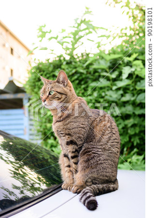 Petrified cat on the car 90198101