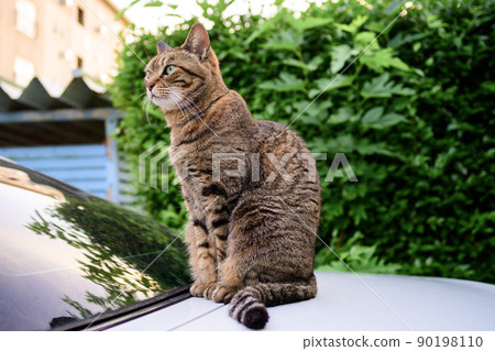Petrified cat on the car 90198110