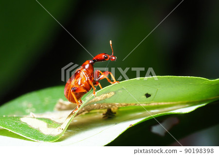一種艾草 一種艾草 90198398