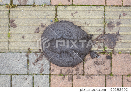Stepped on cow poop in the pavement or road 90198492