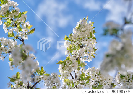 Twigs of cherry tree with white blossoming flowers in early spring 90198589