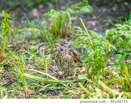 A Redwing chick, Turdus iliacus,, has left the nest and sitting on the spring lawn. A Redwing chick, a bird in the thrush family, sits on the ground and waits for food from its parents. A Redwing chick, Turdus iliacus,, has left the nest and sitting on the spring lawn. A Redwing chick, a bird in the thrush family, sits on the ground and waits for food from its parents. 90198755