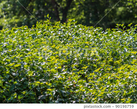Green bushes with young leaves in the sunset 90198759