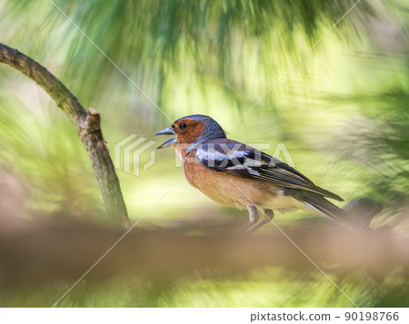 Common chaffinch, Fringilla coelebs, sits on a branch in spring on green background. Common chaffinch in wildlife. Common chaffinch, Fringilla coelebs, sits on a branch in spring on green background. Common chaffinch in wildlife. 90198766