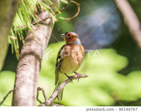 Common chaffinch, Fringilla coelebs, sits on a branch in spring on green background. Common chaffinch in wildlife. 90198767
