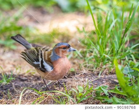 Common chaffinch, Fringilla coelebs, sits on the ground in spring. Common chaffinch in wildlife. Common chaffinch, Fringilla coelebs, sits on the ground in spring. Common chaffinch in wildlife. 90198768