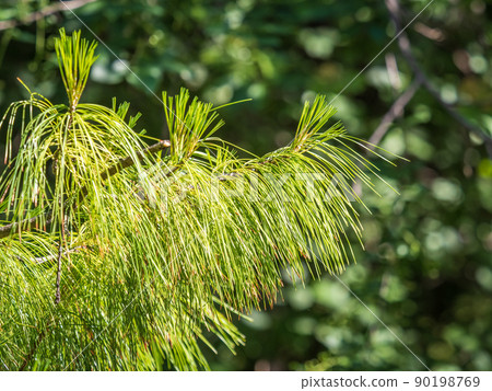 Cedar branches with long fluffy needles with a beautiful blurry background. Cedar branches with fresh shoots in spring. 90198769