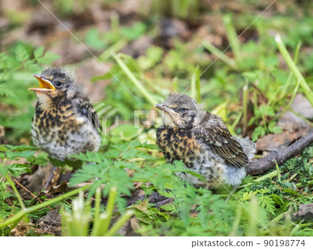 Two fieldfare chicks, Turdus pilaris, have left the nest and are sitting on the spring lawn. Fieldfare chicks sit on the ground and wait for food from its parents. 90198774