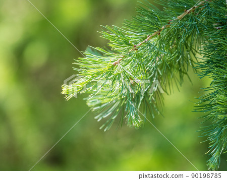 Young branches of larch. Closeup of green larch young needles. Young branches of larch. Closeup of green larch young needles. 90198785