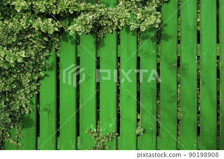 An old aged green-painted bright fence, twined with branches of a plant with striped leaves. Board background with copy space for text. Oil resistant paint for exterior surfaces 90198908