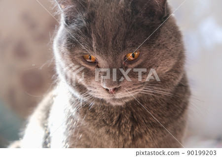 The cat is lying in sunlight. Portrait of a cat The cat is lying in sunlight. Portrait of a cat 90199203
