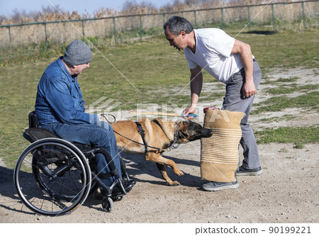 training of belgian shepherd training of belgian shepherd 90199221