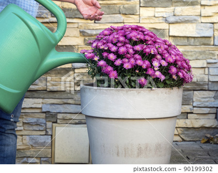 Woman waters flowers in the garden in a flower pot Woman waters flowers in the garden in a flower pot 90199302