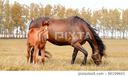 A thoroughbred beautiful chestnut Mare with a foal. Horses grazing in pasture. Sunlight. Summer pasture 90199601