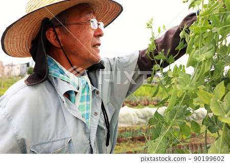 Senior man working in the field 90199602