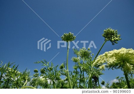 胡蘿蔔花 90199603